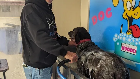 Self-Service Dog Wash in Metropolis, IL